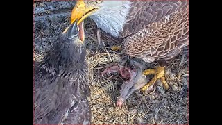 03-07-23 SWFL Bald eagles; M15 feeds fish and possum head meal to E21 and E22.