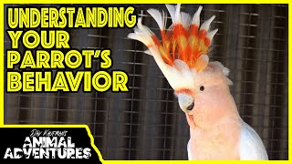 Understanding PARROT BEHAVIOR (and how to correct bad habits)