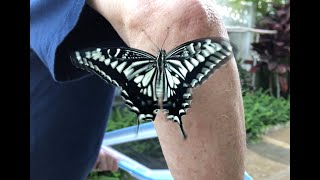 Asian Citrus Swallowtail, Papilio xuthus, Hawaii Sept 9, 2021