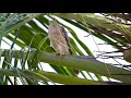 shikra accipiter badius bird natgeo shikra