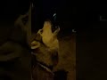 husky dog ​​screams from what is happening in ukraine