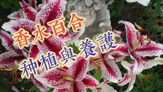 香水百合的种植与养护Grow Oriental Hybrid Lily in Zone 3