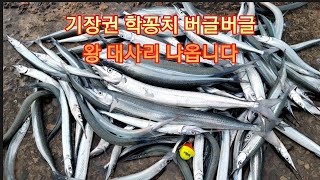 일광 월전방파제 학꽁치낚시|던지면 뭅니다|왕 대사리도 나오네요