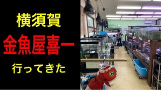 【横須賀市　金魚屋喜一】紹介動画　#喜一　#横須賀