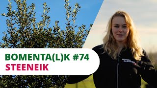 BOMENTA(L)K #74 | Steeneik