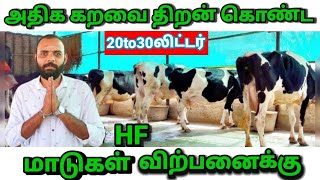 20 To 30 லிட்டர் பால் கறவை திறன் கொண்ட HF மாடுகள் /in tamil/farm video/cow farm video/cow sales.
