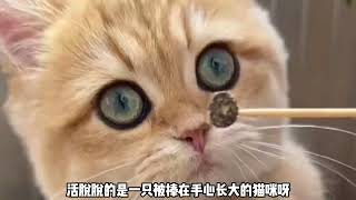 一只可爱呆萌好像又不太聪明的猫咪“饺饺”网友：真的太可爱了！