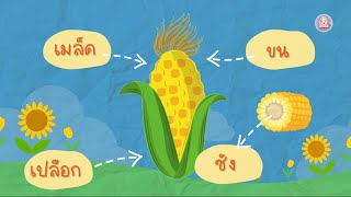 โครงงานข้าวโพด ep.1🌽