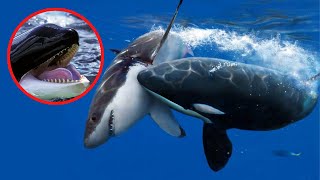 Why Orcas are the most DISRESPECTFUL animals | This is why Orcas are called KILLER whales