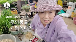 [VLOG] 무늬둥굴레, 꿩의다리 분갈이 I 방림원 작품활동  #분갈이 #가드닝 #무늬둥굴레 #꿩의다리