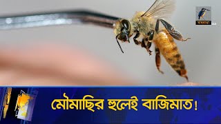 আধুনিক ওষুধ যেখানে ব্যর্থ-সেখানেও সফল বি-স্টিং; জানুন সুস্থ্য হবে যেসব রোগী | Bee Sting | News