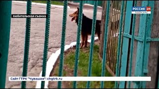 В Чебоксарах бродячие собаки оккупировали детский сад