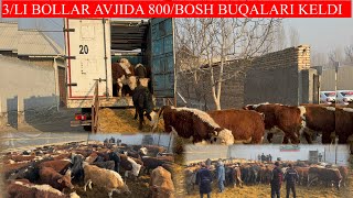 3/LI AVJIDA 800/BOSH BUQALARI KELDI BUNAQASI KELMAGAN O’TA BAQUVVAT BUQALAR