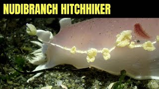 Pink Tritonia Picks Up Hitchhiker | Salish Sea Marine Wildlife