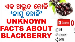 ଏକ ଅଦ୍ଭୁତ କୋଳି ‘ଜାମୁ କୋଳି’|UNKNOWN FACTS ABOUT BLACKBERRY|VARKHA MOHAPATRA|ODIA HEALTH TIPS