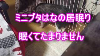 ミニブタはなの居眠り　眠くてたまりません　I can see Mini-pigs is falling into a doze.