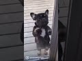 dog dances at glass door (repost)