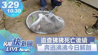 【LIVE】0329 追查狒狒死亡後續!奔逃狒狒今日解剖｜民視快新聞｜