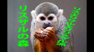 【おうちDeとくしま動物園】第9回 リスザル