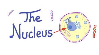 The Nucleus “the control freak”