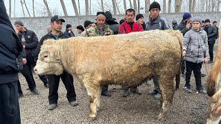 KATTA BUQALAR NARXLARI NIMA BOLYAPTI ? ANDIJON SHAXRIXON XOLDANBEK BUQA BOZORI