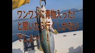 ワンワンに青物入ってると連絡あり！！