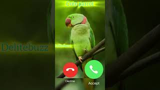 Cute parrot calling