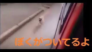 【感動の犬】救急車で運ばれてるご主人さまを必死で追いかけるわんこ【やっぱり犬が好き】