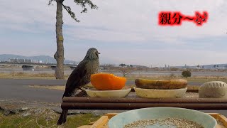 🦜🌅何処に〜❣️親分〜🎶🐥🌈 癒しの野鳥食堂 🏠 のんびり野鳥と童話音楽🕊Gangiku's bulbul dining room 🦅 🍍七（自然と野鳥の🎼•BGM）ひよどり食堂