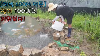 연못에 잉어 100마리 키워보자! 물고기 키우기! 천렵, 사육, 만들기