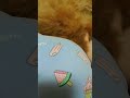 【トイ・プードルとポメラニアンのハーフ犬：ピノちゃん】生後11ヵ月。ピノ　よしよし！？ shorts