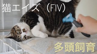 [FIV]猫エイズと多頭飼い[猫免疫不全ウイルス感染症]