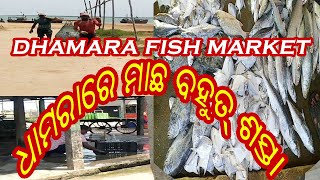 Dhamara Wholesale Sea Fish Market By PK Nayak Vlogs Dhamara ! Fish Market Chandinipal Bhadrak,Odisha