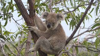 An itchy koala at the Forts Walk of dry-tropical Magnetic Island, North Queensland, Australia