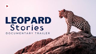 Leopard Stories - Watch The Rarest of Leopard Species - Amur Leopard