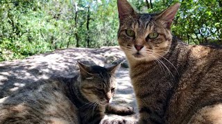 順番にナデナデ皆んな笑顔の可愛らしい山の甘えん坊猫たち