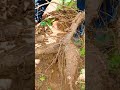 tapioca harvesting