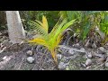 Self seeded Coconuts are everywhere at Fairchild