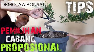 MEMILIH CABANG YANG PROPOSIONAL (DEMO AA BONSAI) #demobonsai #bonsai #boyong #ruangbonsai #lohansung