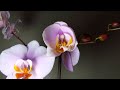 timelapse of orchid flower opening