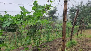 BOTTLE GOURD PROBLEM AND OTHER VINES