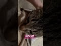 膝の上に乗ってくる子猫がかわいすぎる。