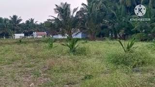 1.50 acre small coconut farm