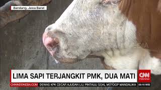 Lima Sapi Terjangkit PMK, Dua Mati | REDAKSI PAGI (31/05/22)