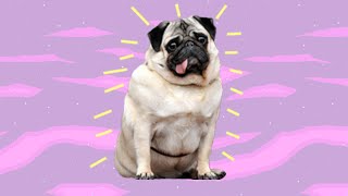 My Pug by Nicole Dollanganger (lyrics)