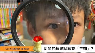 4E 劉睿康 油蔴地天主教小學(海泓道) - 2023 NOW STEM 謎題由我解開