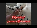 treatment of protozoal &bacterial in cow? treatment of trypanosoma! treatment of Anaplasmosi!