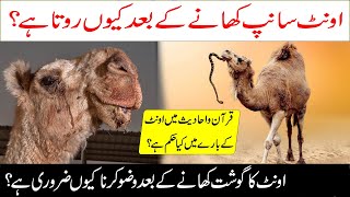 Why Camel Eat Snake? | اونٹ سانپ کھانے کے بعد کیوں روتا ہے؟| Facts About Camels | ILM E AALAM