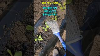 황금배추 정식3일째 배추물주는 방법 배추 심는간격 배추 좁게 심은 이유 #배추농사