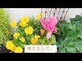 【ガーデニング　diy 】秋 レンガのミニ花壇デザイン　秋の素敵なお花たち　コキア・ほうき草❣初心者様にもおすすめおしゃれな庭つくり　ハロウィン🎃